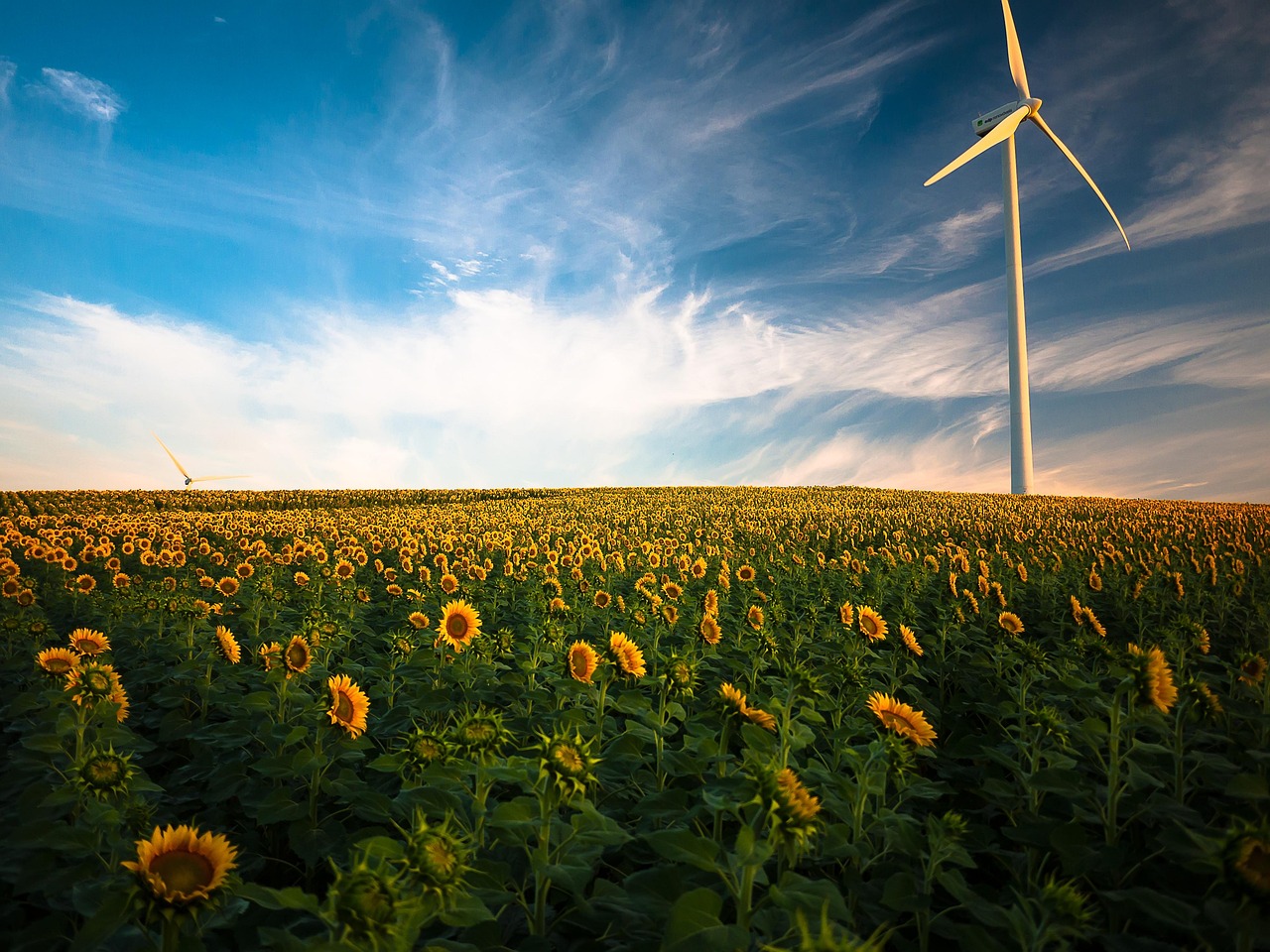 sunflowers, windmill, beautiful flowers, flower wallpaper, flower background, field, farm, sunflower farm, wind turbine, agriculture, sunflower field, wind energy, renewable energy, wind power, clouds, flora, flowers, idyllic, nature, peaceful, plants, rural, sky